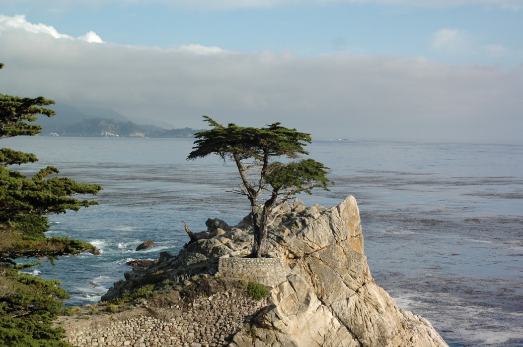 Lone_cypress_tree_Monterey_CA_photo_D_Ramey_Logan_1_.jpg